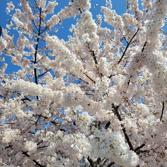 Meet your Posher, Amanda - Picture 1 of 1